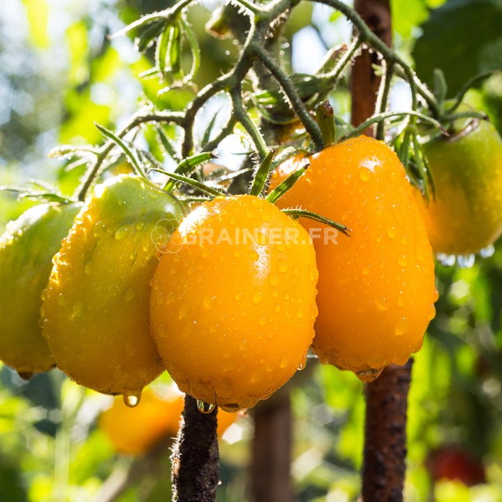 Tomate citron image
